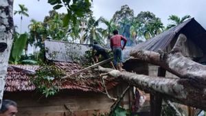 Lima Rumah Warga di Aceh Rusak Akibat Tertimpa Pohon