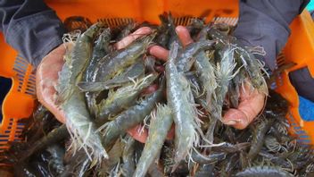 ronyme : Des milliers de conteneurs aériens d'Indonésie autorisés à entrer dans les États-Unis après des accords entre KKP et FDA