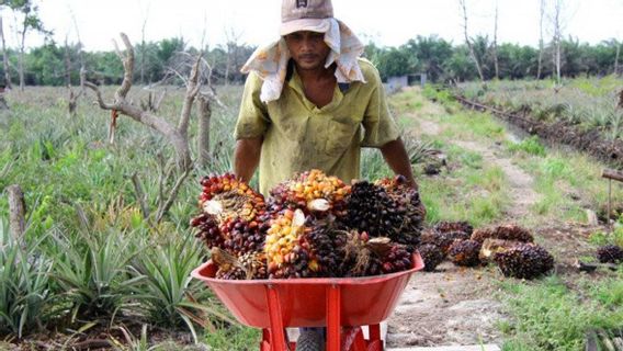Good News For Oil Palm Farmers In Jambi, FFB Prices Increase Rp446 Per Kilogram