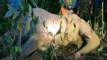 东亚齐的一头死去的大象被怀疑饮用草药毒素