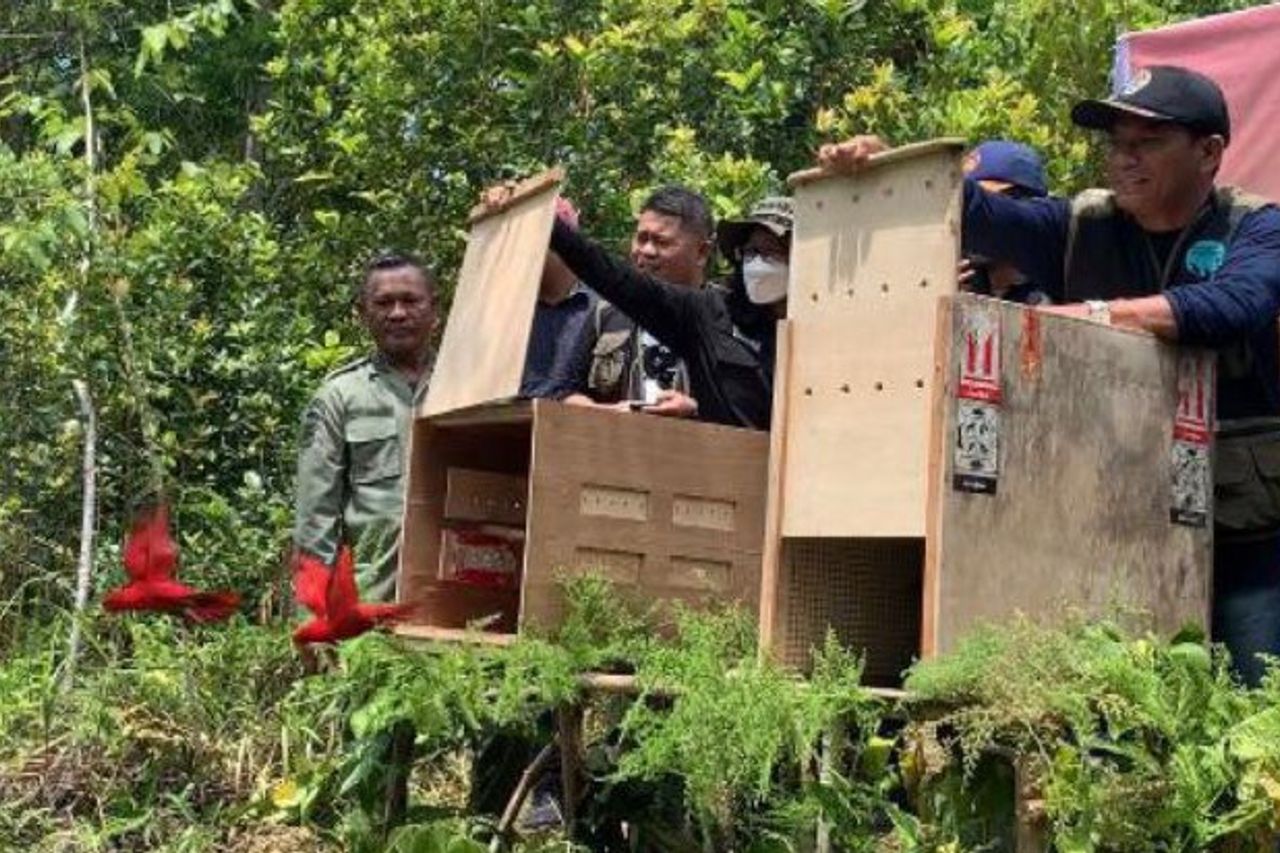 Maluku BKSDA Release Endemic Wildlife From Nuri Bird To Batik Sanca