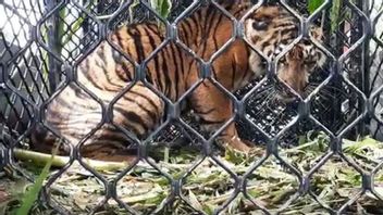 Harimau Sumatra Masuk ke Perkebunan, Tim BKSDA Aceh Lakukan Penggiringan