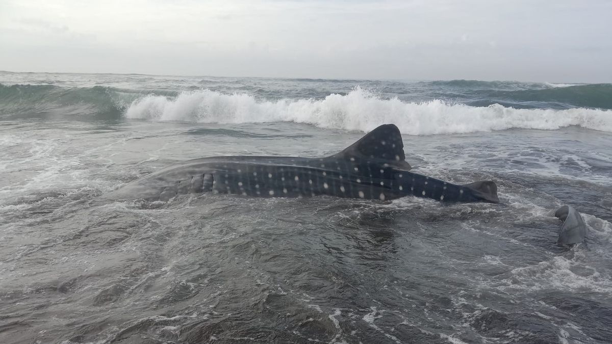 トゥトゥルシャメの死骸がワギルインダチラキャップビーチの海岸で立ち往生