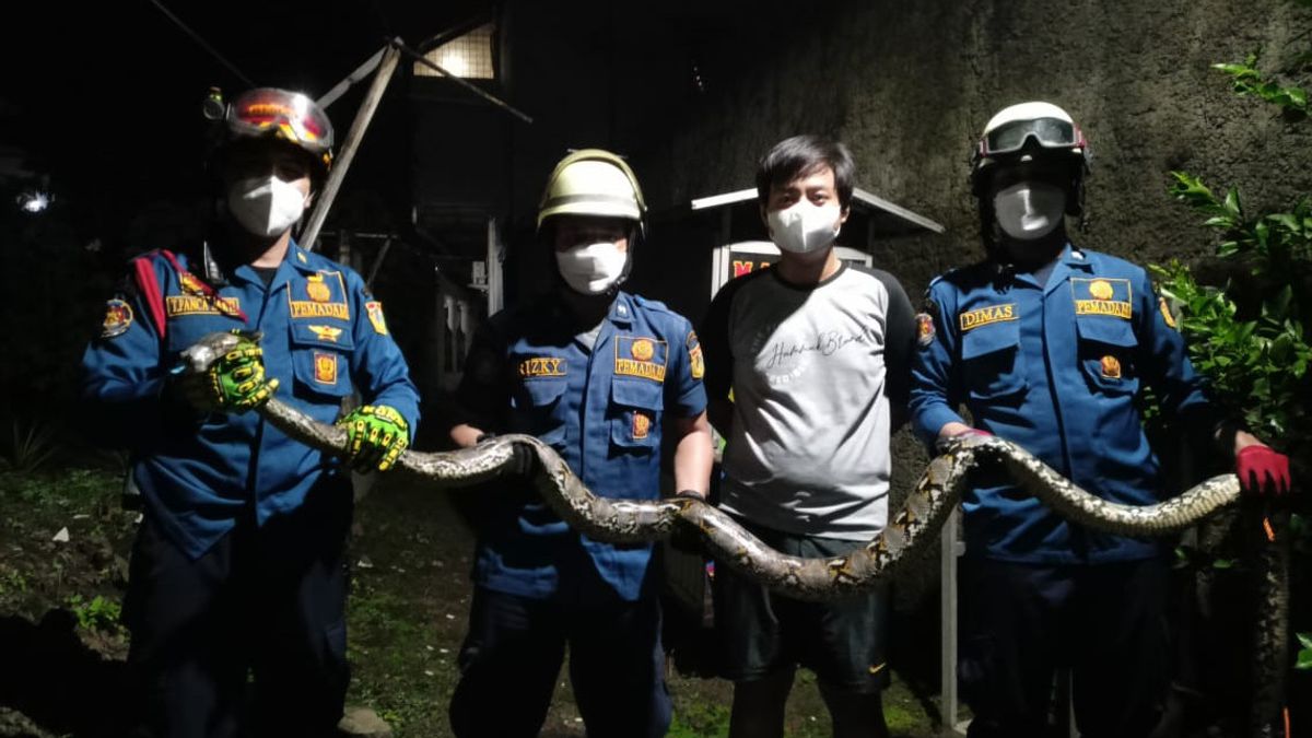 Left Away All Day, Home Owners Surprised To Find A 4-meter Long Python In The Closet Hole