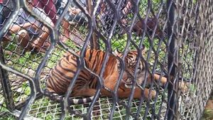 Muncul Tiga Harimau di Perkebunan Warga Aceh, Perilaku Janggal Teramati