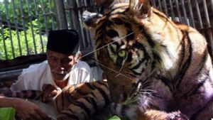 Diserang Harimau, Petani di Aceh Selatan Refleks Pukul dengan Alat Panen
