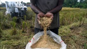 قبل نهاية موسم الحصاد ، وصل سعر الحبوب على مستوى المزارعين إلى 7000 روبية للكيلوغرام الواحد