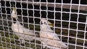 BKSDA a arrêté 4 oiseaux protégés du bateau de la route Aru-Ambon, mais n’a pas arrêté le coupable