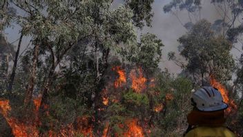 BMKG宣布所有NTT地区在森林和陆地火灾中都具有非常容易的状态