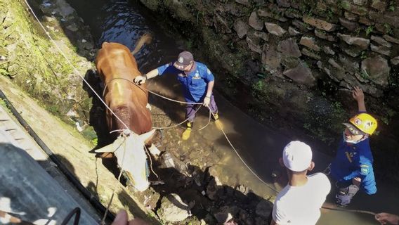 Sapi yang Akan Dikurbankan Sempat Mengamuk, Terperosok ke Parit Sedalam 2 Meter