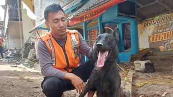 Like This, The How A Dog From The K9 Team Can Find The Body Of A Cianjur Earthquake Victim