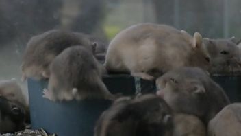 Saat Pandemi, Ternak Hamster di Pontianak Bisa Raup Puluhan Juta