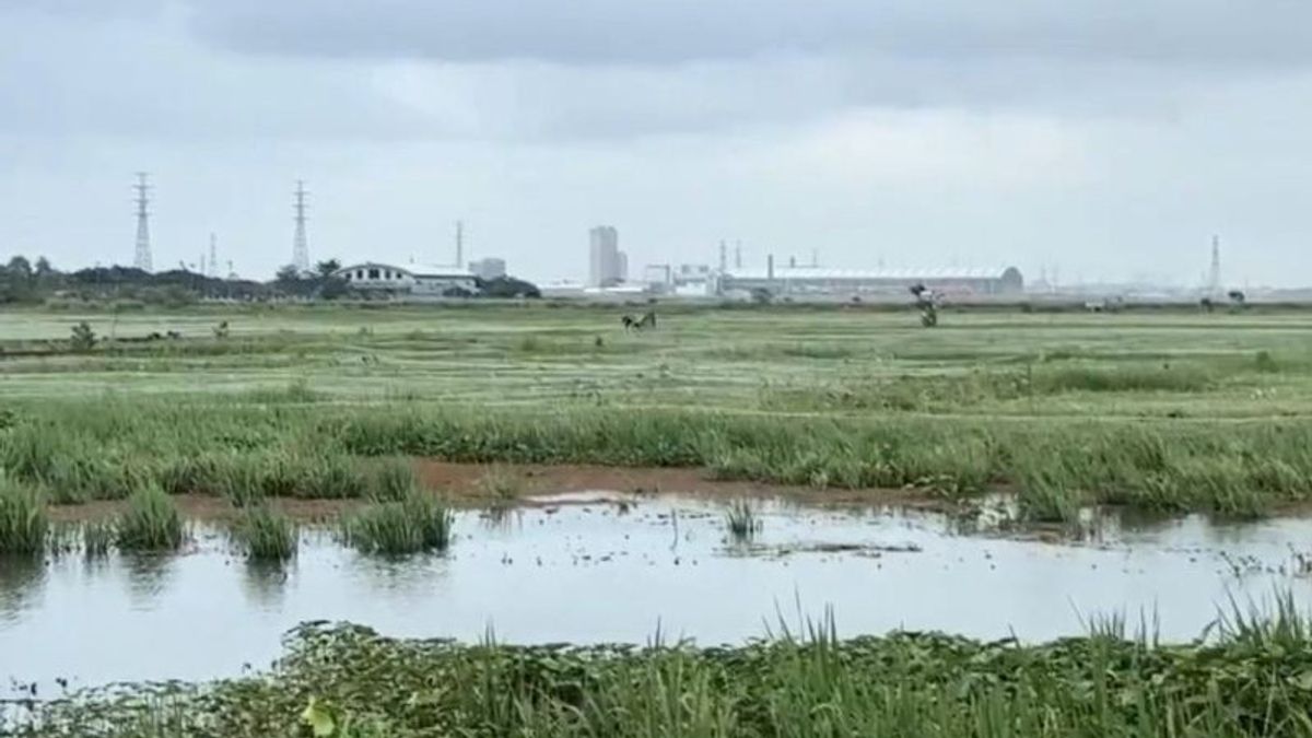 Rice fields in Rorotan and Marunda affected by floods, farmers fail to harvest