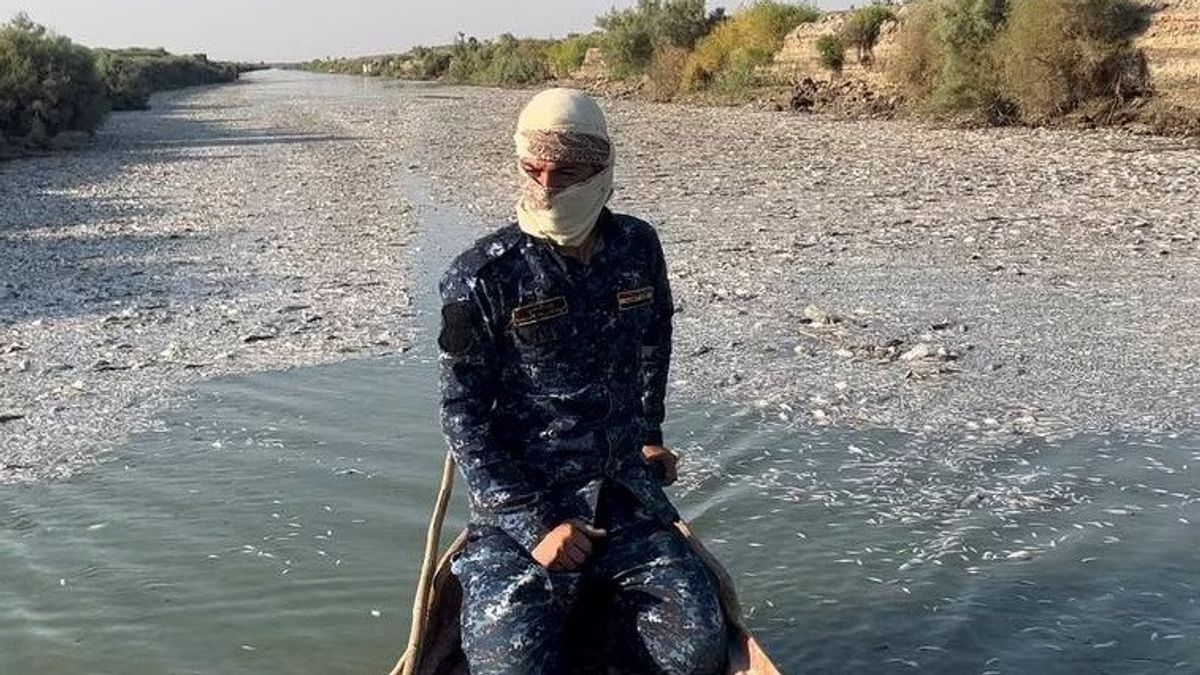 Millions Of Fish In Iraq River Die As A Result Of Increasing Salinity And Pollution