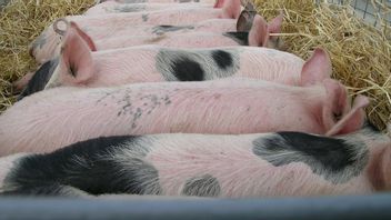 German Researchers Plan To Breed Pigs For Human Heart Transplant This Year
