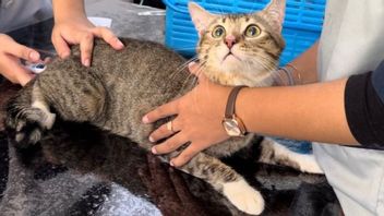 Des centaines d’animaux de compagnie dans la ville de Bogor vaccinés contre le rage