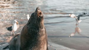 Wabah Rabies Menyerang Anjing Laut di Cape Town