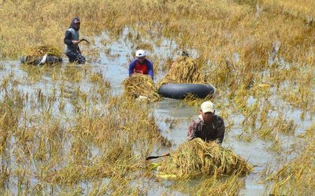 Harga Beras Melejit Tak Melulu Disebabkan Krisis Iklim, tapi Juga Kesalahan Tata Kelola Pangan