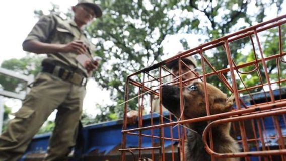 Video Penangkapan Anjing Viral, Kepala Satpol PP Bantah Ada Penyiksaan Anjing