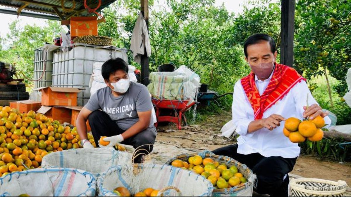 Produksi Jeruk di Karo jadi Komoditas Daerah, Jokowi: Butuh Tim Pendampingan