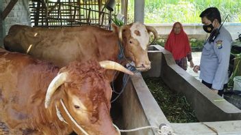 マランリージェンシーの122頭の牛が爪口病に罹患した