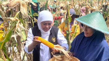 东爪哇州长在波诺罗戈收获雷格品种玉米