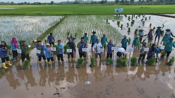 Through Padi Biosalin, PGN and BRIN Bring Back the Sleeping Land on the Coast of Jepara to Promote Food Security