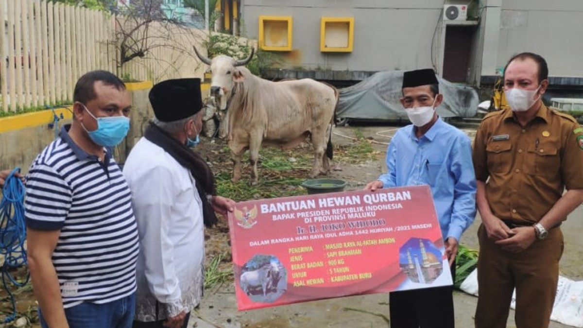 Le Président Jokowi Fait Don De 900 Kg De Vache Sacrificielle Aux Moluques