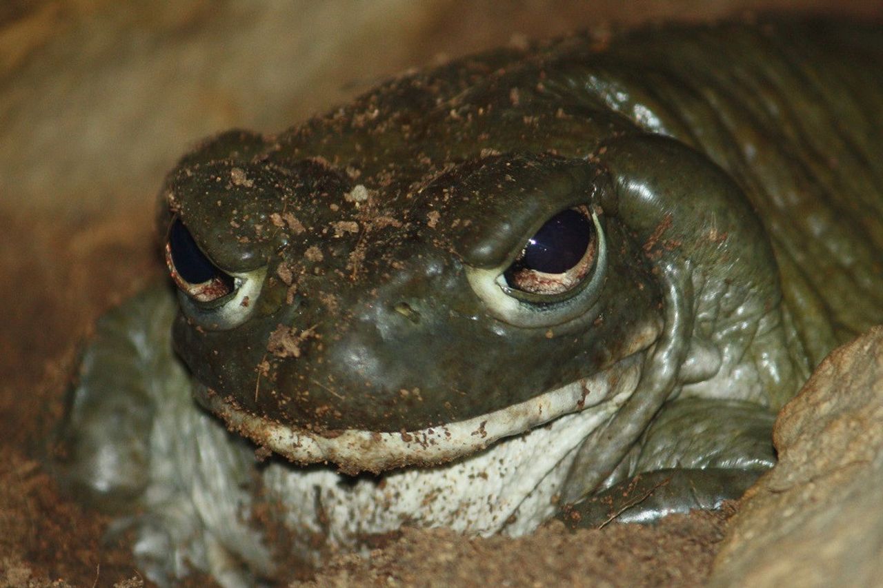 米国国立公園は、観光客がソノラ砂漠のヒキガエルをなめることを禁止しています