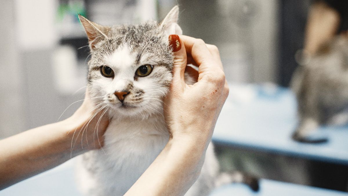 Dirty Cat's Ears: Here Are Some Ways To Clean It