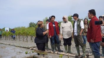 Menhut Targetkan Tanam Mangrove di 1.500 Hektare Lahan Setahun