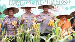 Panen Jagung Raya Kuartal I, Polda Kaltara Dukung Kemandirian Pangan