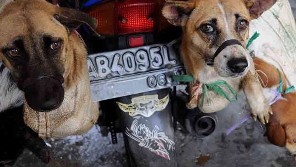 Penjualan Daging Anjing Meresahkan, KPKP Telusuri Pemasok