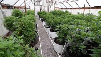 加州的大麻苗圃使用区块链技术来验证植物的真实性
