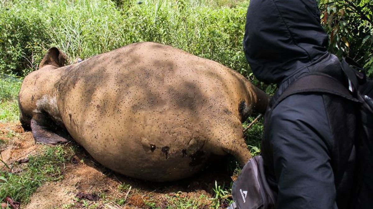 BKSDA Turunkan Tim Nekropsi Bangkai Gajah Sumatra di Aceh Utara