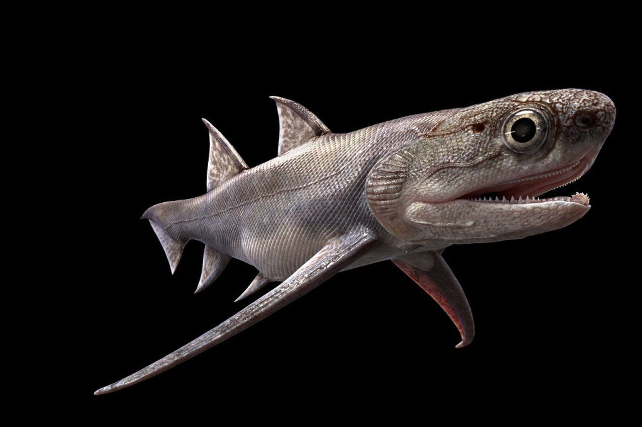 4億年前にさかのぼる中国魚の化石が顎の起源の謎を解明