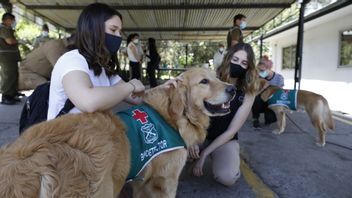 Studi Sebut Anjing Pelacak Dapat Membedakan Virus Corona dengan 15 Patogen Pernafasan Lainnya