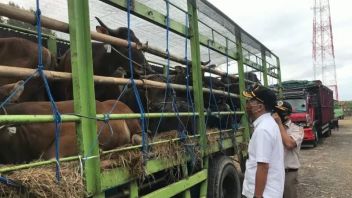 Police Check All Livestock Transport Vehicles Entering Gresik, Prevent Mouth And Nail Diseases