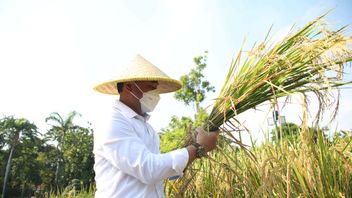 إيري كاهيادي يحصد 72 كيلوغراما من الأرز في حديقة سورابايا للطاقة الشمسية