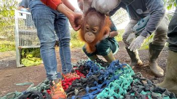 カルバールBKSDA、ケタップン油田で徘徊する母親のないオランウータンの赤ちゃんを救う