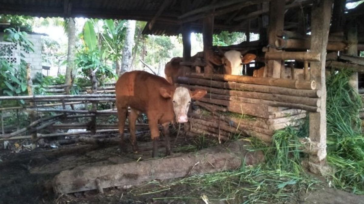 何十頭もの牛がロンボク島中部でFMDの影響を受けて死亡しましたか?