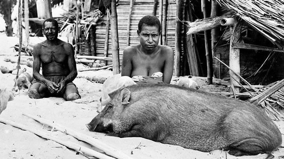 The Sacredness Of Pig Feast In The Eastern Edge Of Indonesia