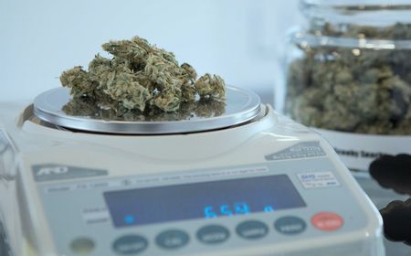 Pandemi COVID-19: Ganja Jadi Bisnis Menguntungkan di Amerika Serikat, Dilirik Investor Terkenal