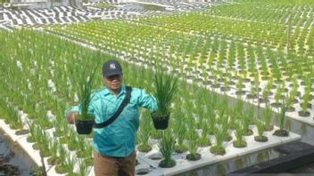 BPPランピホンバランガンカルセルは、洪水による作物の不作を避けるために稲を浮かべるシステムを植えました