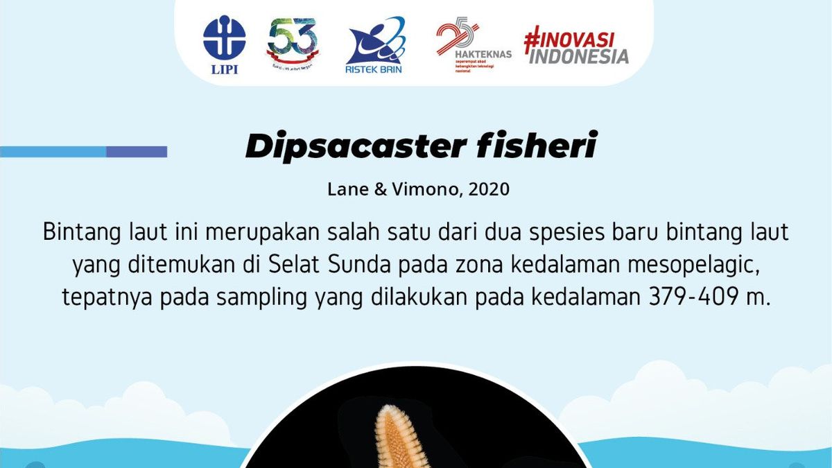LIPI Temukan Spesies Baru Bintang Laut, Kepiting dan Ikan di Perairan Selat Sunda