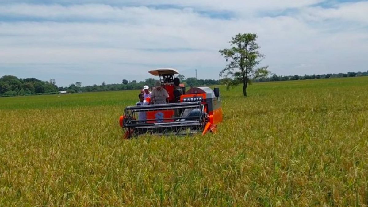 Pompanisasi Dongkrak Produksi Padi di Jawa saat El Nino, Stok Beras Nasional Melimpah