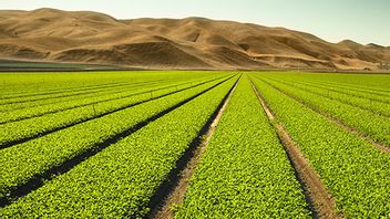 بيل غيتس يمول الزراعة مع أنظمة الزراعة المائية في كاليفورنيا