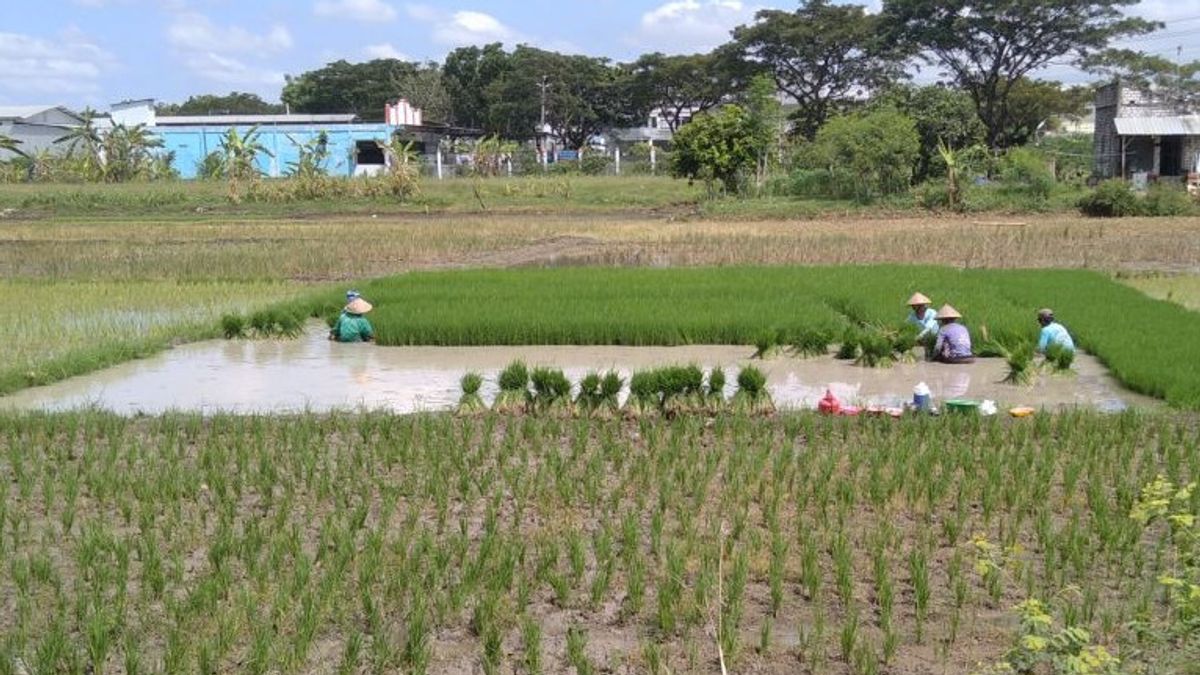 Kudusはエルニーニョに対処する444ヘクタールの田んぼの種子支援を提案しています