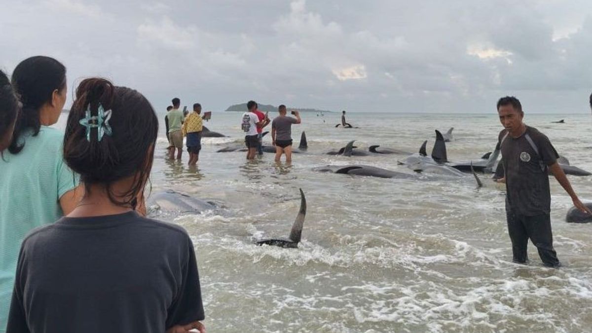 Belasan Paus Terdampar di Pantai Rote Ndao, Tim Konservasi Turun Tangan Selidiki Penyebabnya