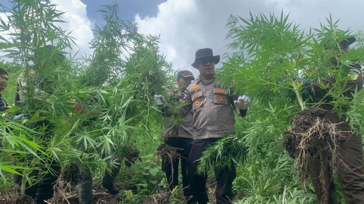 警察はアチェ・ベサール山脈で450本の大麻の木の幹を発見した